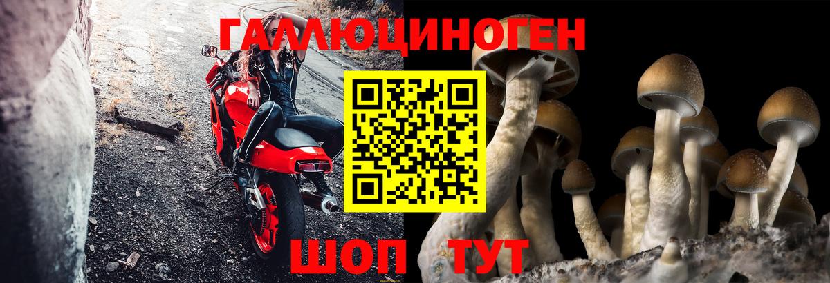 Псилоцибиновые грибы Cubensis Миллерово